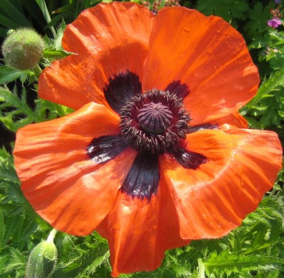 Blüten 103.jpg