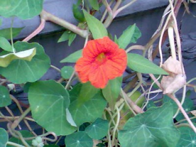 Blumen 081.jpg