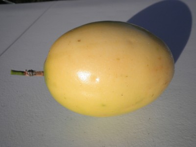 fruit 002.JPG
