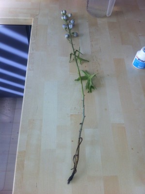 Foto1.jpg
