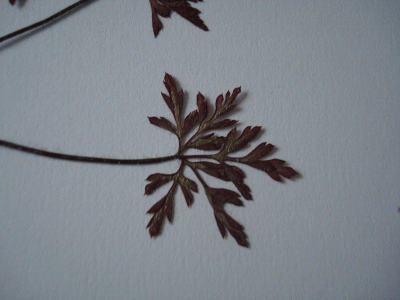 DSC00347.GIF