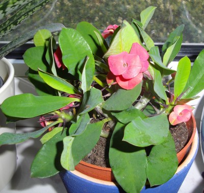 Schnäppchen-        Euphorbia Mai 2012.jpg