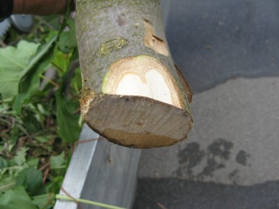 2012-05-15 Acer pseudo.  stammholz.jpg