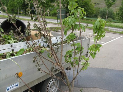 2012-05-15 Acer pseudo. Spitze.jpg