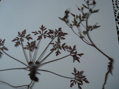 DSC00349.GIF