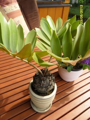 Doris 2012 025.jpg