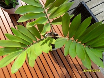 Doris 2012 021.jpg