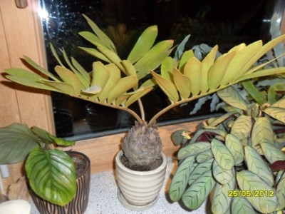 Doris 2012 029.jpg