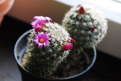 dsc_8824_Mammillaria.jpg