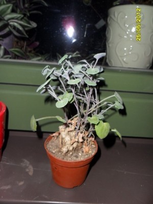Doris 2012 042.jpg