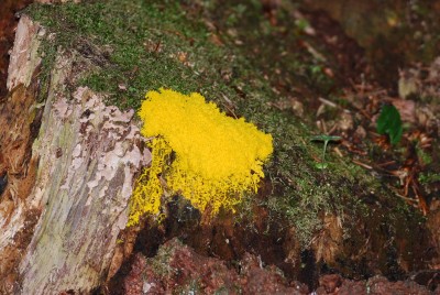 Natur und Pflanzen Fotografie 465.jpg
