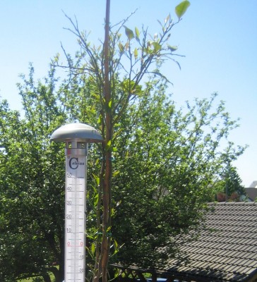 Nutzpflanzen 036.jpg