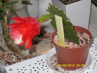 Photo4.jpg