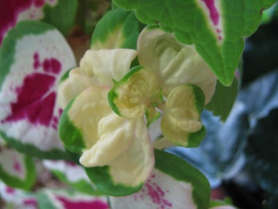 Coleus.jpg