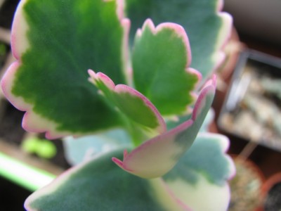 Kalanchoe fedtschenkoi variegata.jpg