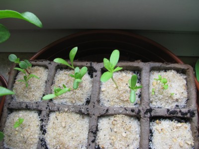 Schnittblumenmischung und Nemesia.jpg