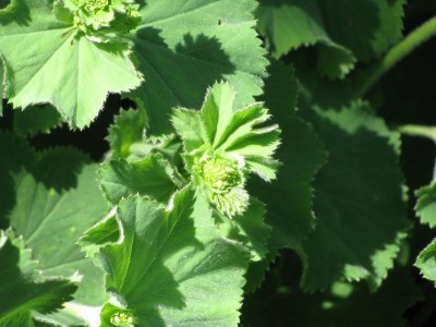 Frauenmantel Knospen.jpg