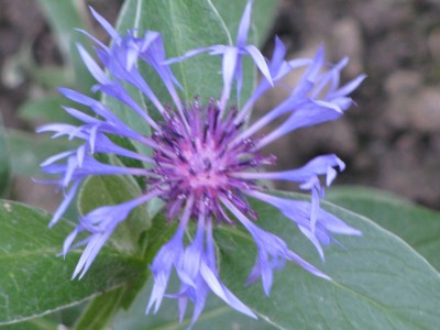 Centaurea montana 2.jpg