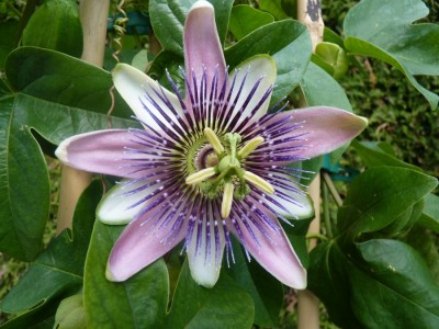 Passiflora x belotti.jpg