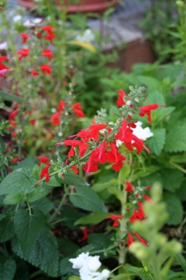 IMG_3844_a.jpg