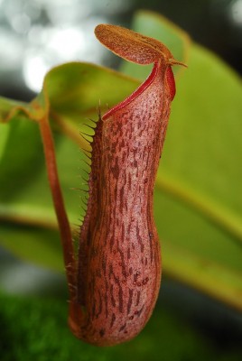 dsc_8865_N_bxs.jpg
