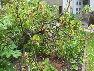 04 rote Johannisbeeren.JPG