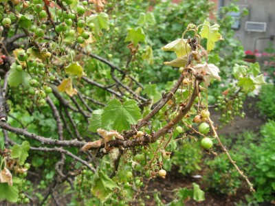 03 rote Johannisbeeren.JPG