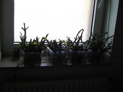 K1024_IMG_0001.JPG