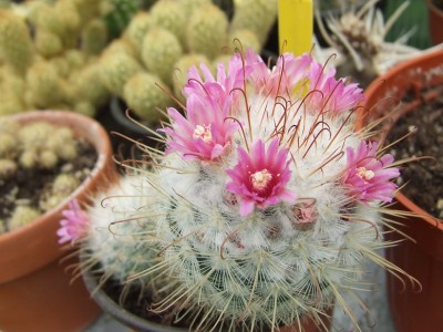 Mammillaria.JPG