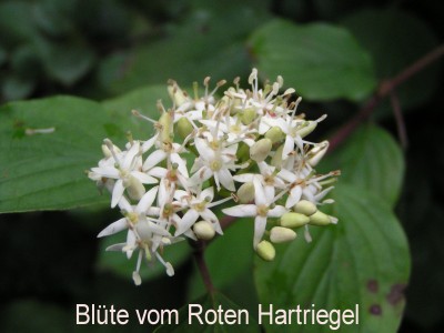 Blüte v.jpg