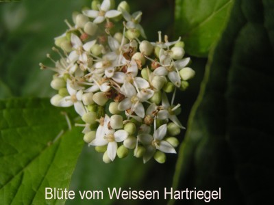 Blüte vom Weißen Hartriegel.jpg