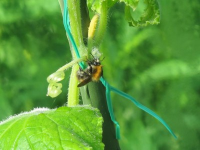 Hummel an Gurkenpflanze.JPG