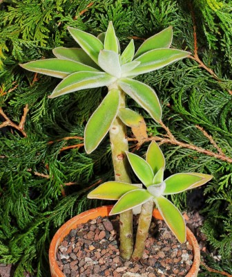 Echeveria coccinea 2010-252 (2a).jpg
