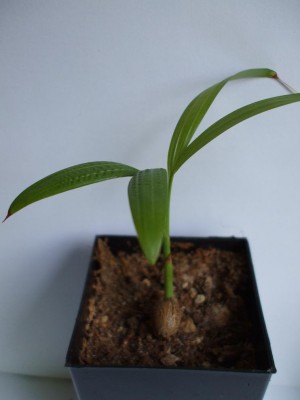 DSCF2850.jpg