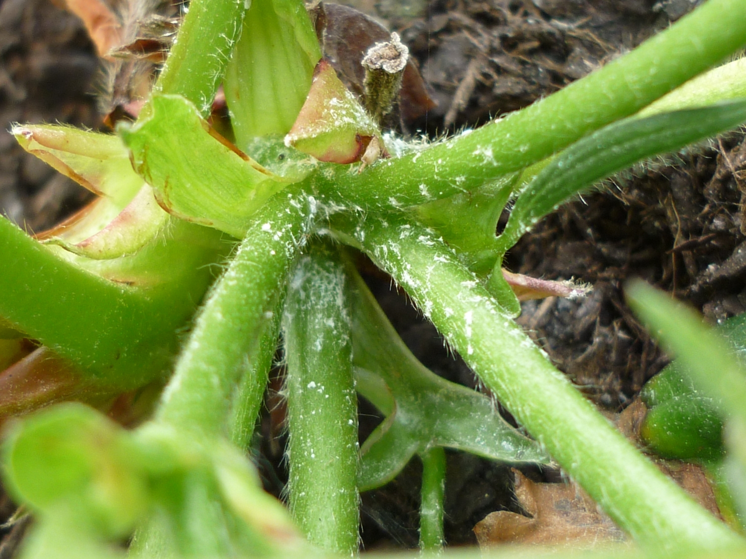 Erdbeermehltau an Walderdbeere? · Pflanzenkrankheiten & Schädlinge ·  GREEN24 Pflanzen & Garten Forum