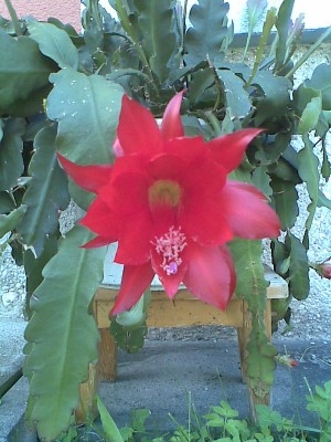 Epi blüte rot.jpg