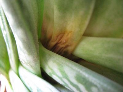 Aloe 1.jpg