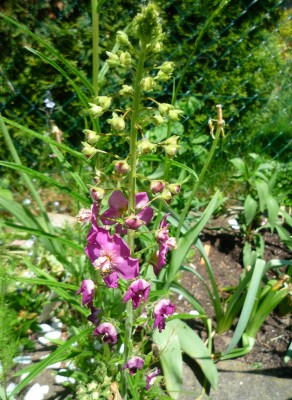 aus Steingartenmischung.JPG