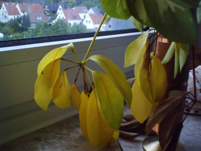 monstera zweifarbig Monstera Adansonii Stecklinge Seltene Zimmerpflanze