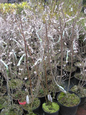 473_1145023913_weiße Forsythie 6,95?.jpg