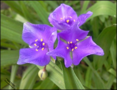 Tradescantie1.jpg