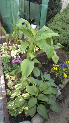 beet_1_563.jpg