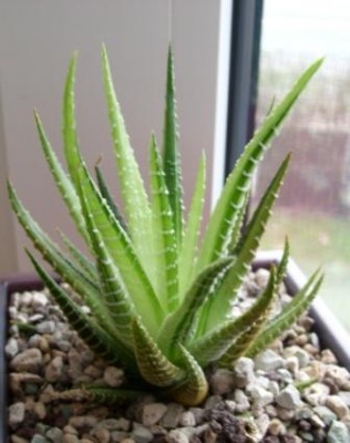 H. fasciata variegata.JPG