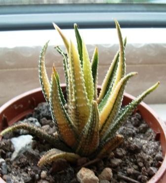 H. fasciata variegata..JPG