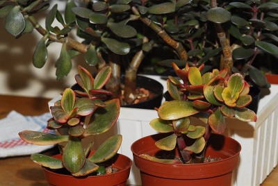 dsc_8880_Crassula_ovata.jpg