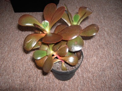 PICT2331.JPG