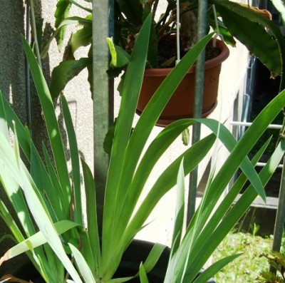 Iris gelb oder blau.JPG