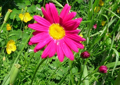 Sommermargerite.JPG