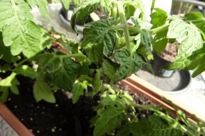 Tomaten (3).JPG