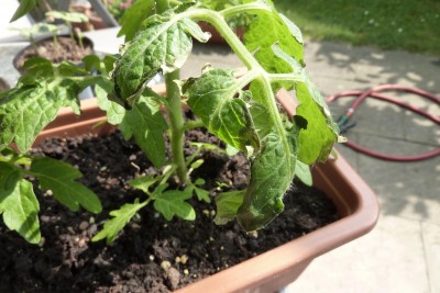 Tomaten.JPG